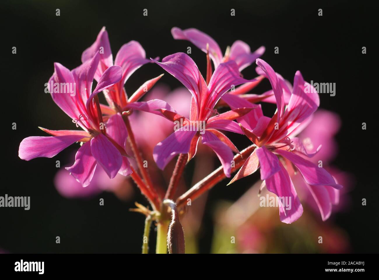 Pelargonium, Geranie Foto de stock