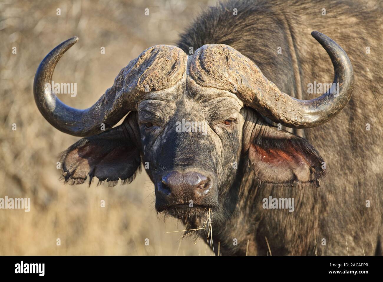 El búfalo africano o búfalo del Cabo, Sudáfrica Foto de stock