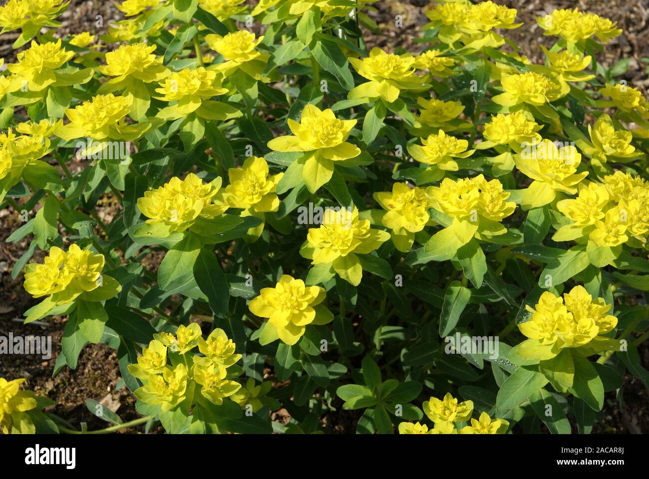 Euphorbia epithymoides spurge multicolores, spurge Foto de stock