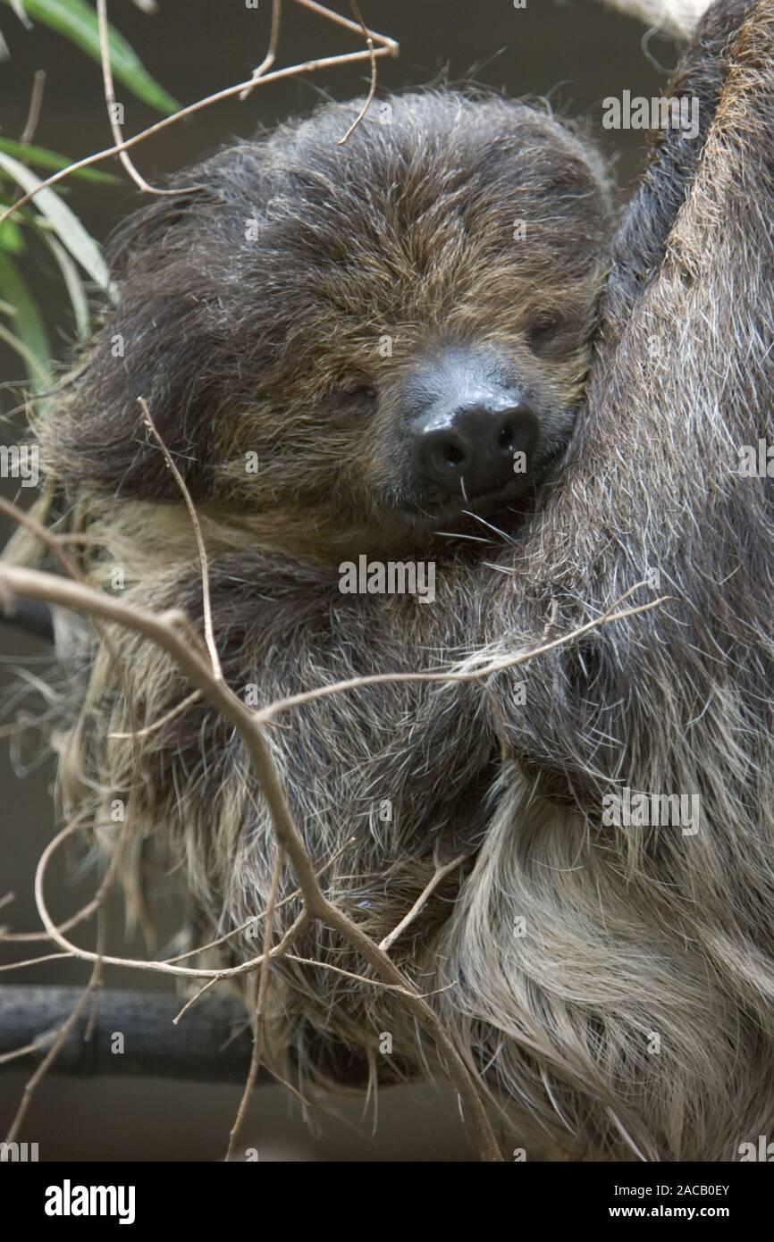Perezoso de dos dedos, Choloepus didoctylus, Sloth Foto de stock