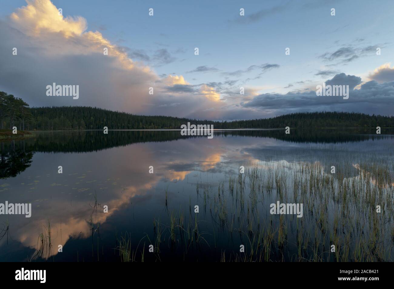 Por la noche en un ambiente de cloud forest lake, Hedmark, Noruega Foto de stock