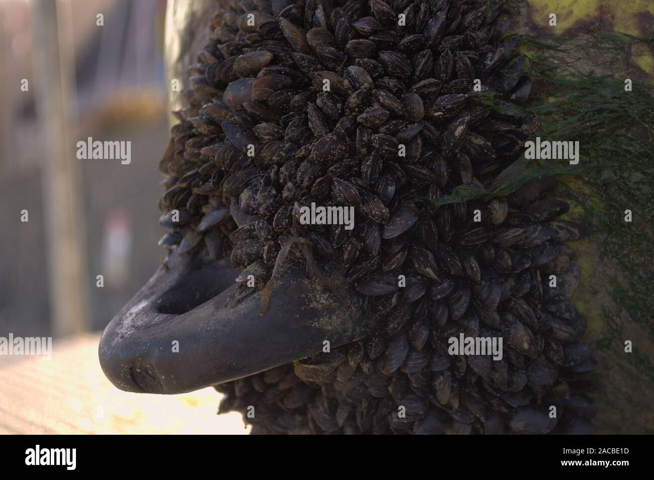 Cerca de algún tipo de mejillones o percebes crecen en la parte inferior de un barco marina boya. Foto de stock