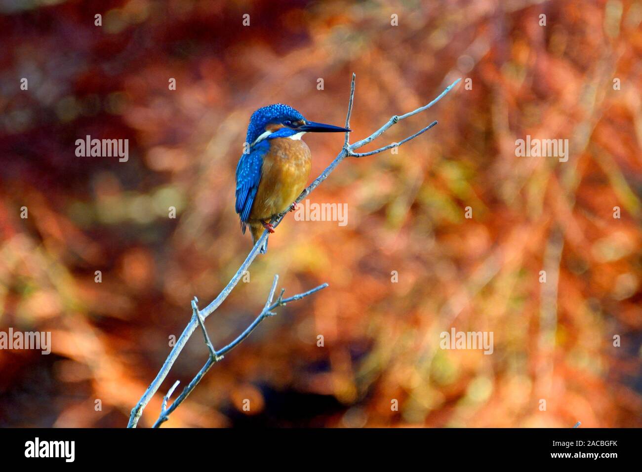 Suelto Village, Kent, UK.2 de diciembre, 2019. Colores de otoño pero mucho temperatura de invierno para los residentes del pueblo kingfisher durante su temprano en la mañana para cazar peces en la aldea arroyo Foto de stock