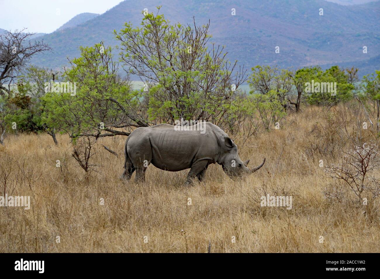 Rinocerontes en el Parque Nacional Kruger Sudáfrica naturaleza Foto de stock