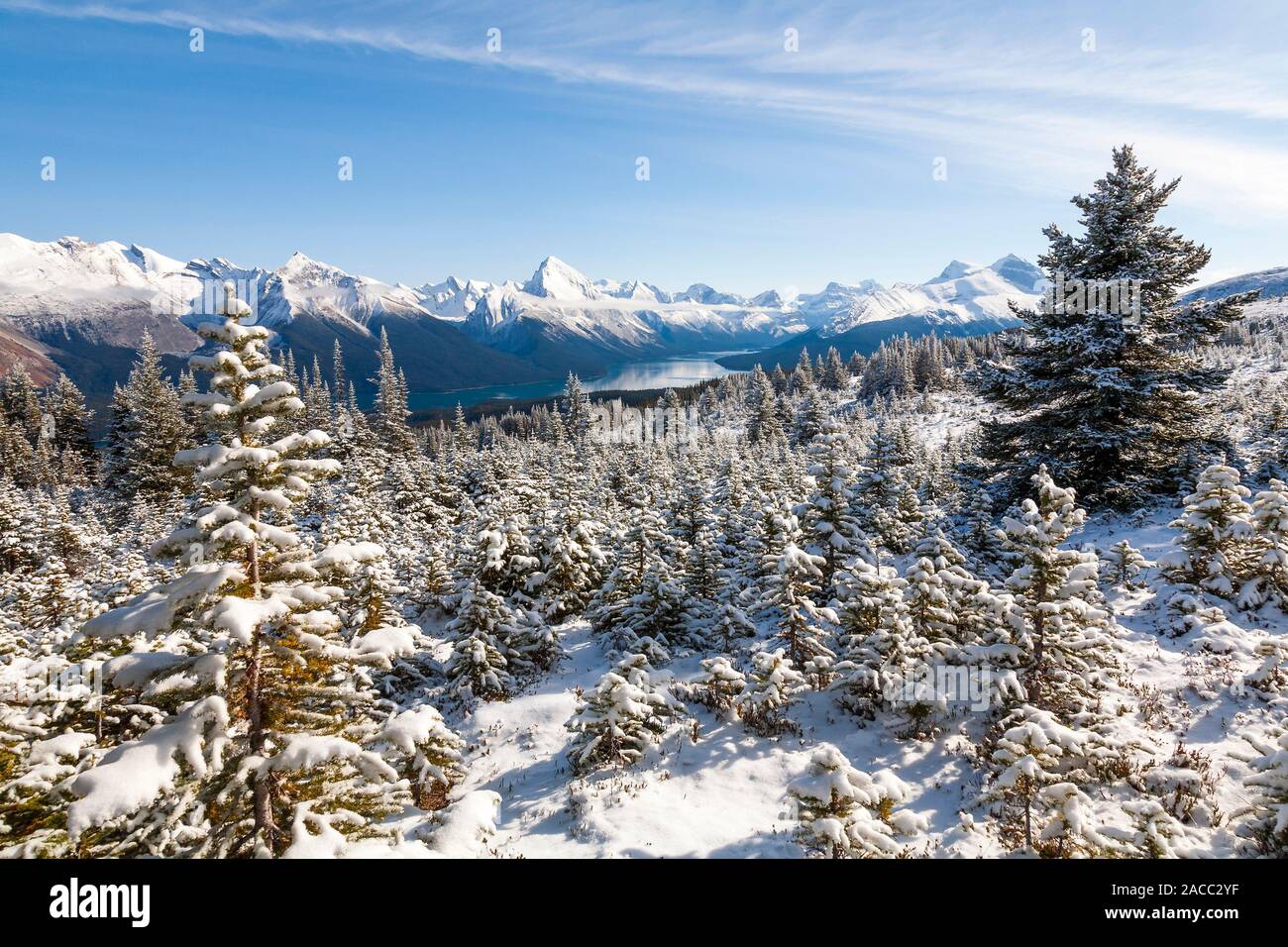 Los Abetos cubiertos de nieve sobre Bald Hills, el Parque Nacional de Jasper, Canadá con el lago Maligne y Sansón pico en el fondo Foto de stock