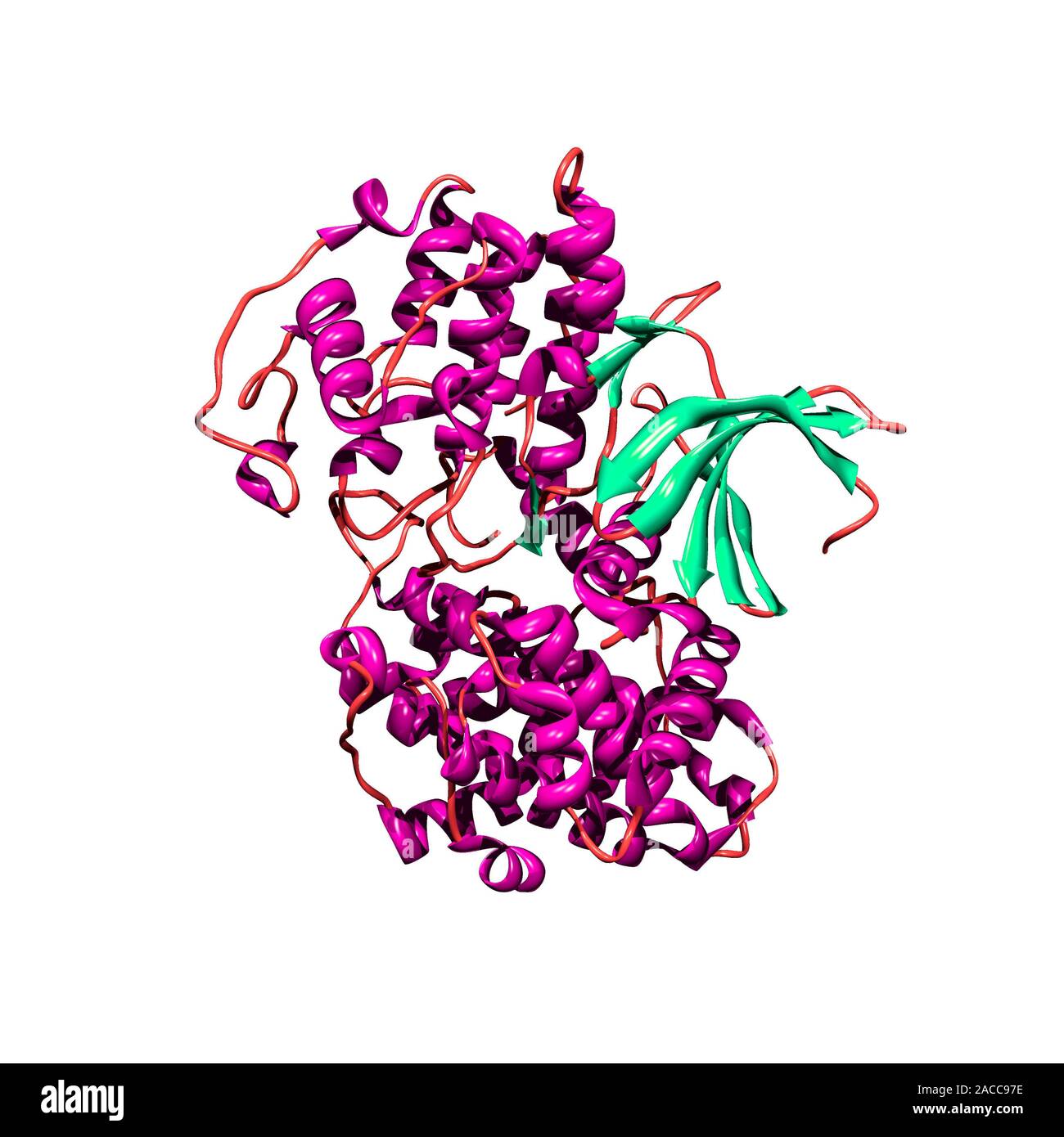 La Ciclina quinasa dependiente de la enzima 2, modelo molecular. Esta
