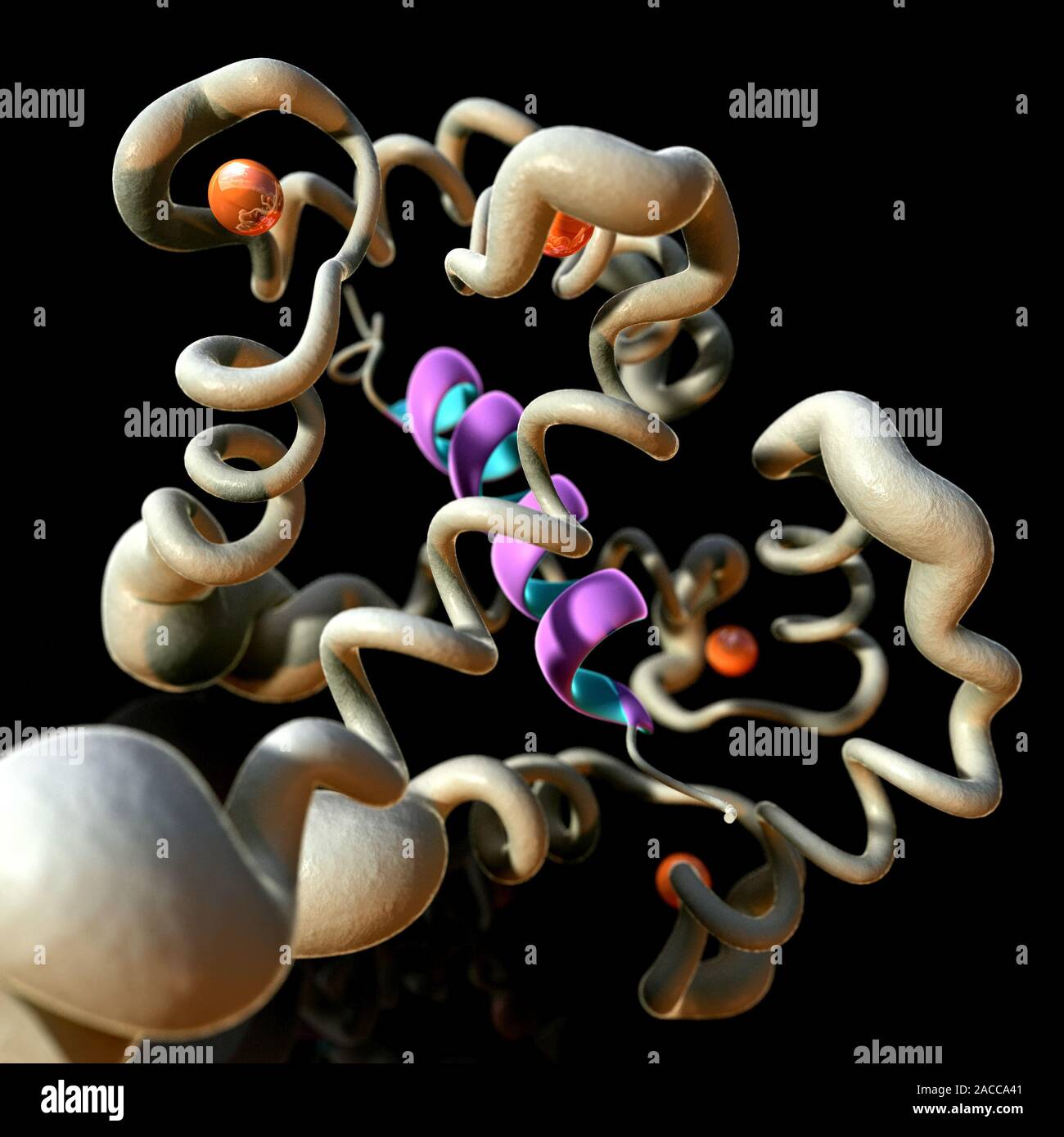 Calcio-binding protein. Modelo molecular mostrando el alfa-helicoidal de la  estructura secundaria de la proteína de enlace de calcio Calmodulina (CaM).  Esta molécula Fotografía de stock - Alamy
