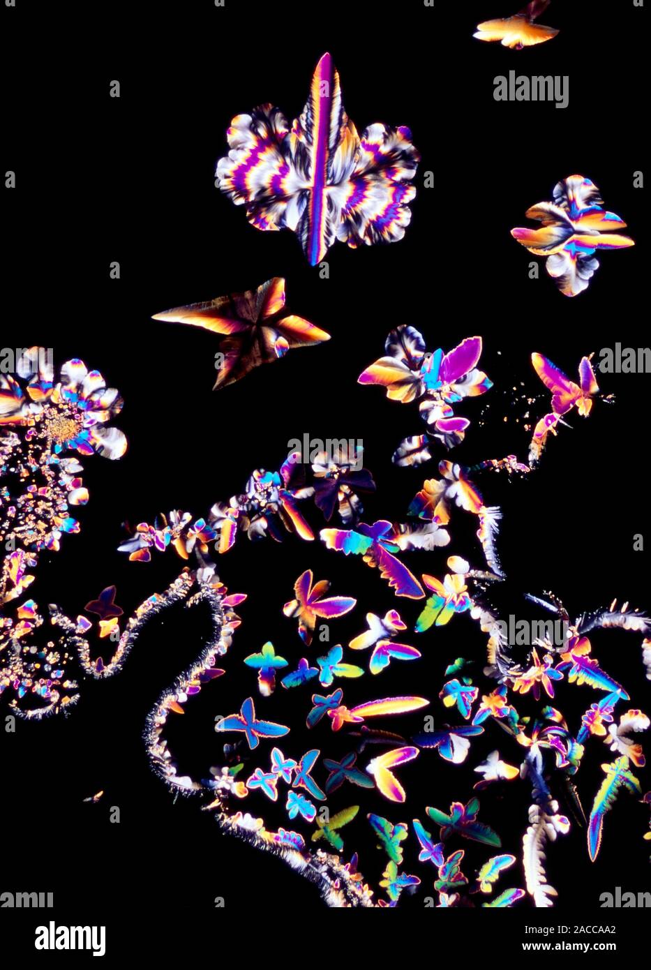 Luz polarizada micrografía de cortisol o hidrocortisona, el jefe de la