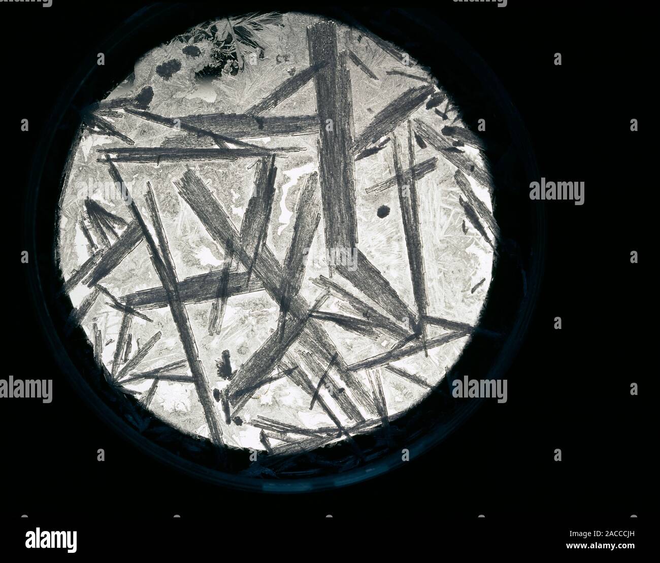Nitrato de potasio (KNO3) cristales, vistos a través de un microscopio de  luz. Estos grandes los cristales se forman por el enfriamiento lento de la  cristalización de la solución. Potass Fotografía de