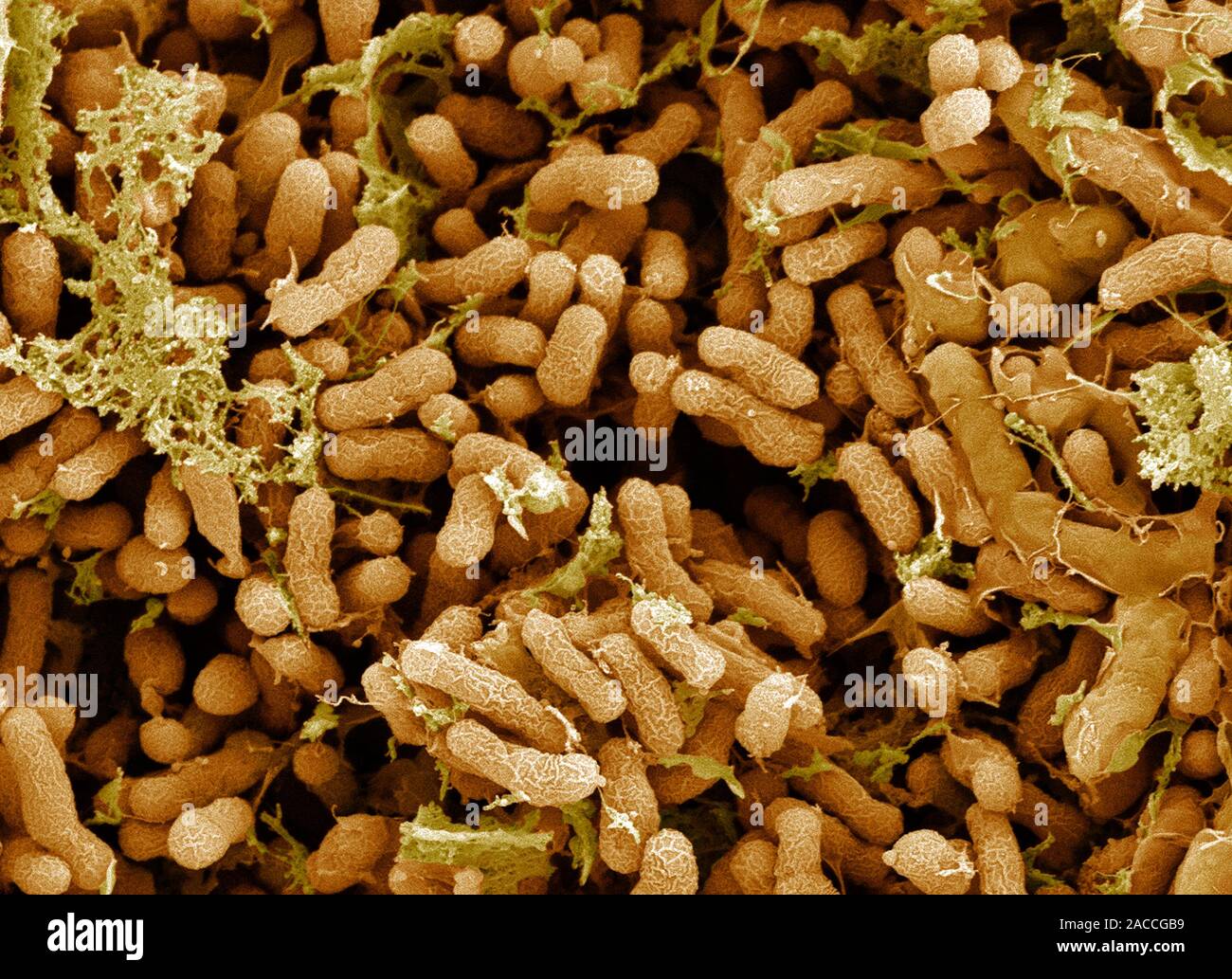 Rhizobium leguminosarum. азотфиксирующие бактерии ризобиум. азотфиксирующие клубеньки. бактерии rhizobium. ризобиум бактерия.