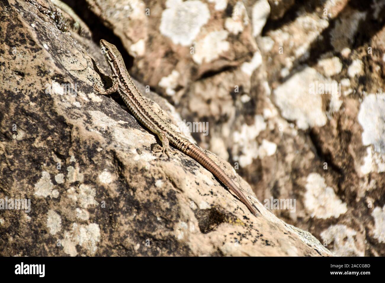 El lagarto arrastrándose sobre una roca en la mímica Foto de stock