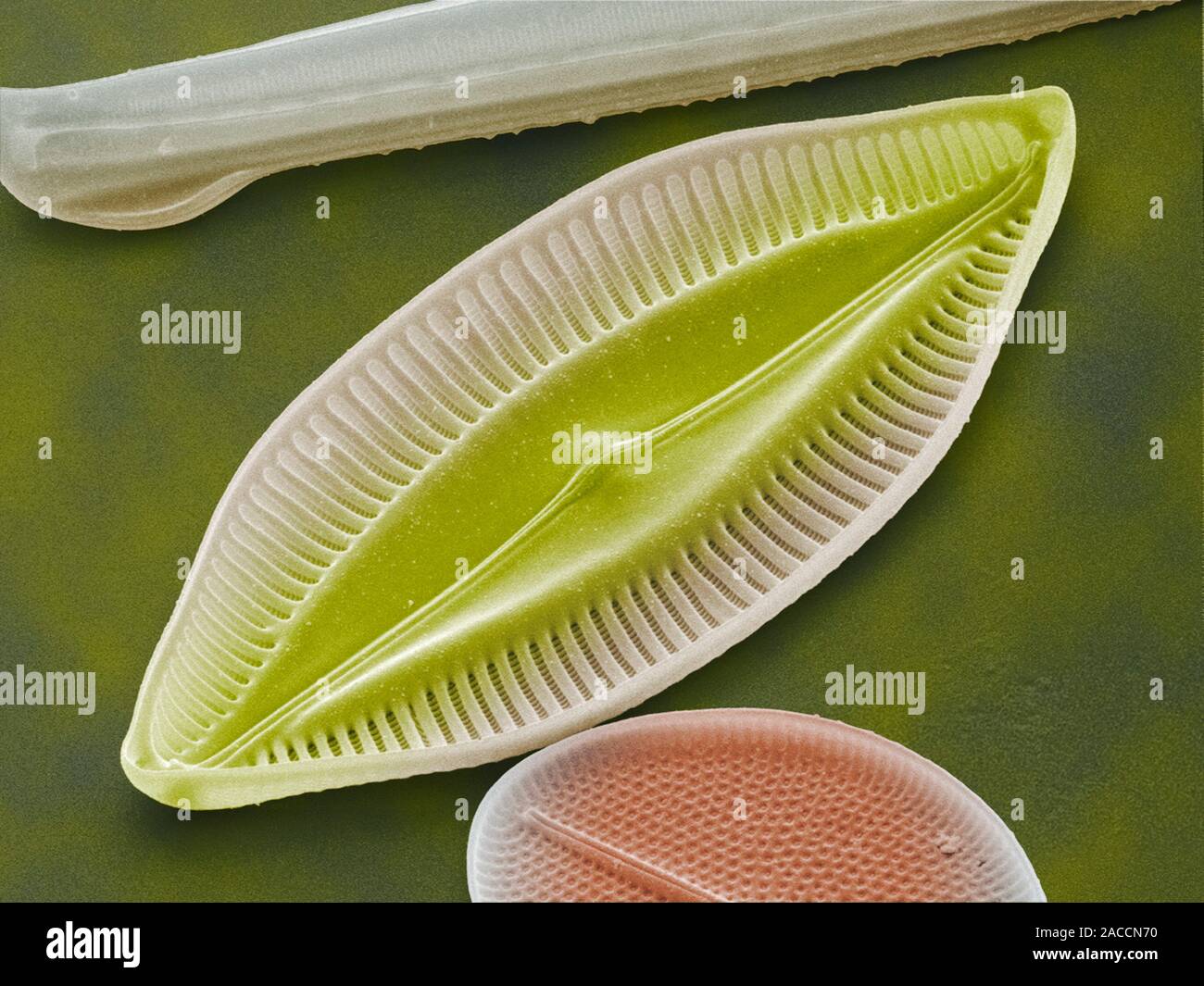 Las diatomeas. Color análisis micrografía de electrones (SEM) de la diatomea  Navicula palpebralis. Las diatomeas son un grupo de solo fotosintético  unicelular alg Fotografía de stock - Alamy