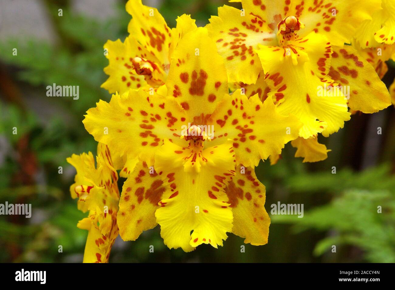 Orquídeas (x Wilsonara Brew 'Tigre'). Esta orquídea es una híbridos  intergenéricos entre los géneros Cochlioda, Odontoglossum y Oncidium  Fotografía de stock - Alamy