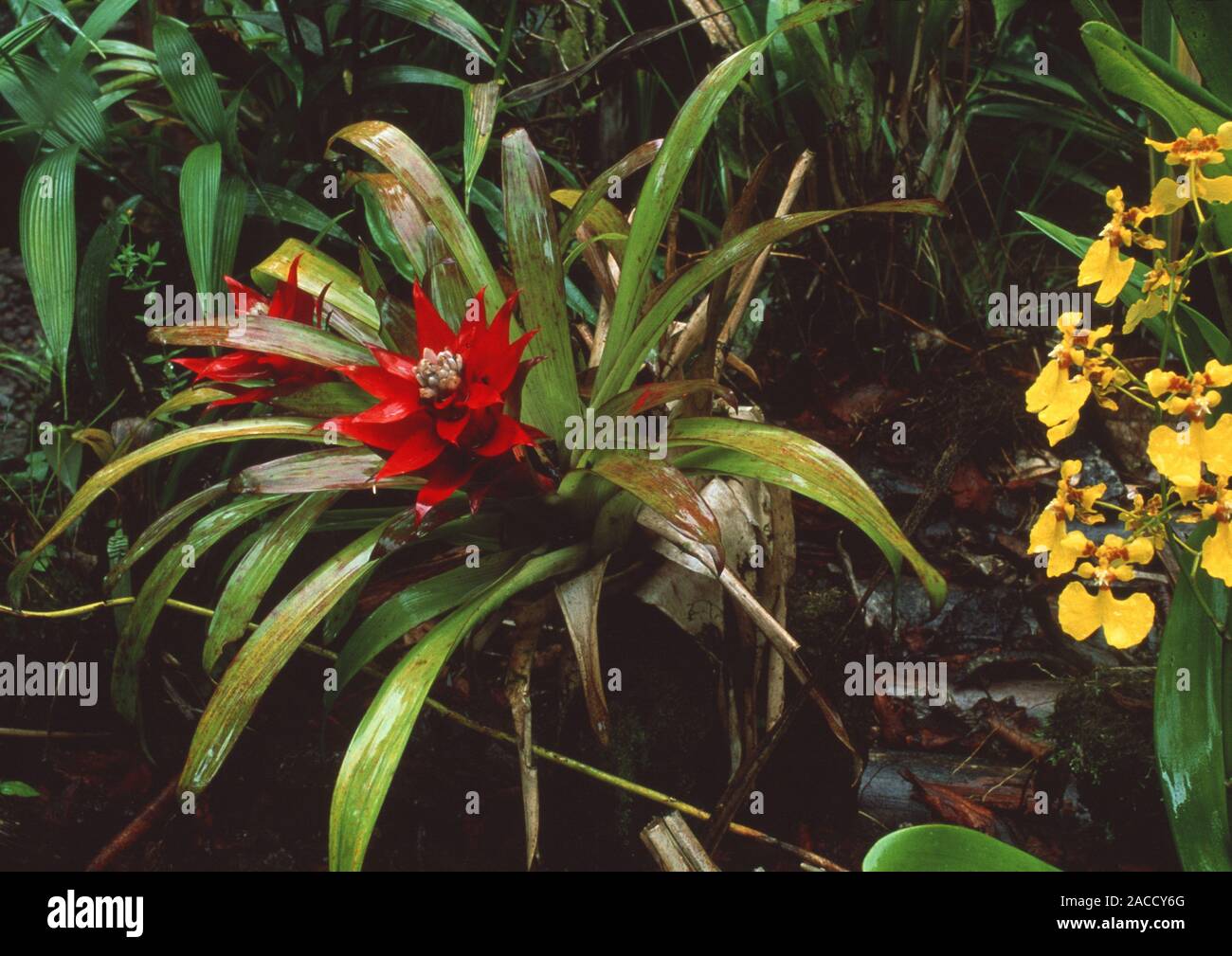 Floración planta bromelia (familia Bromeliaceae) crecen junto a una  orquídea (amarillo, la familia Orchidaceae) en un bosque nublado. Las  Bromeliáceas cuenta con más de 20 Fotografía de stock - Alamy