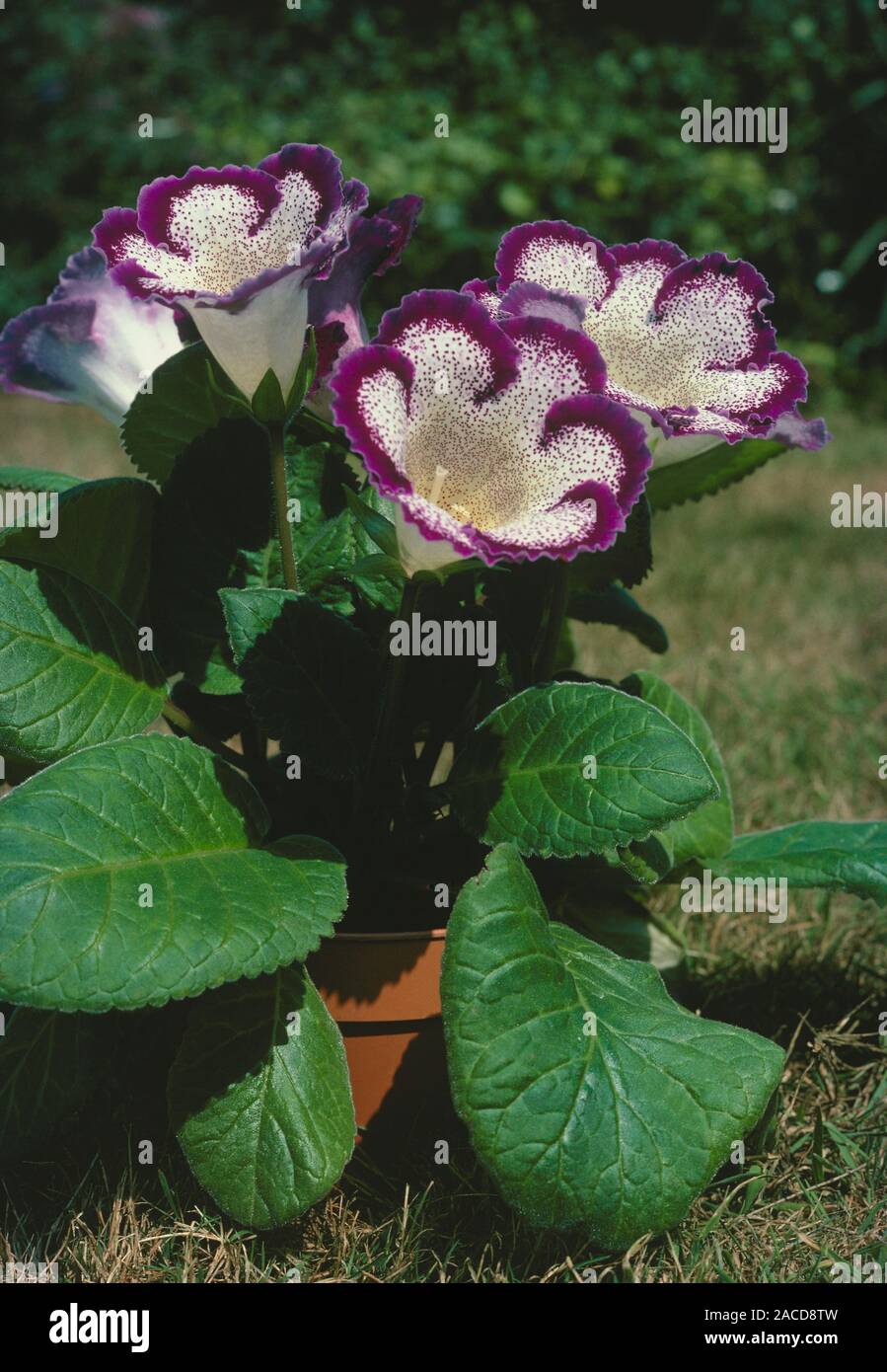 Flores de gloxinia (Sinningia speciosa Fotografía de stock - Alamy