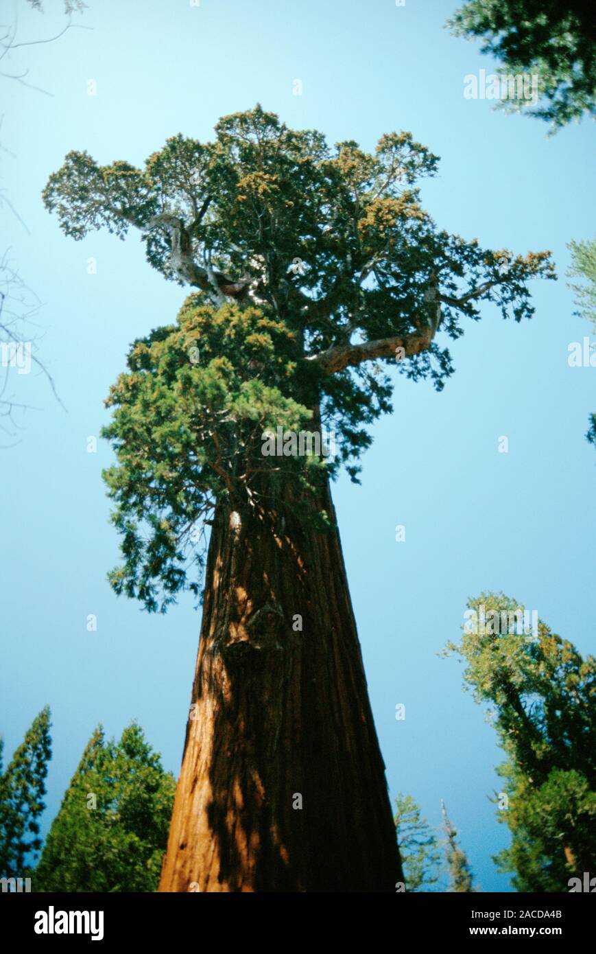 La secuoya gigante (Sequoiadendron giganteum). Este es el "General ...