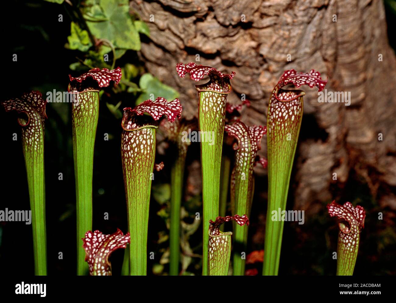 Las plantas jarro, Nepenthes inermis. Grupo de plantas contra la roca. Esta  es una planta carnívora Fotografía de stock - Alamy
