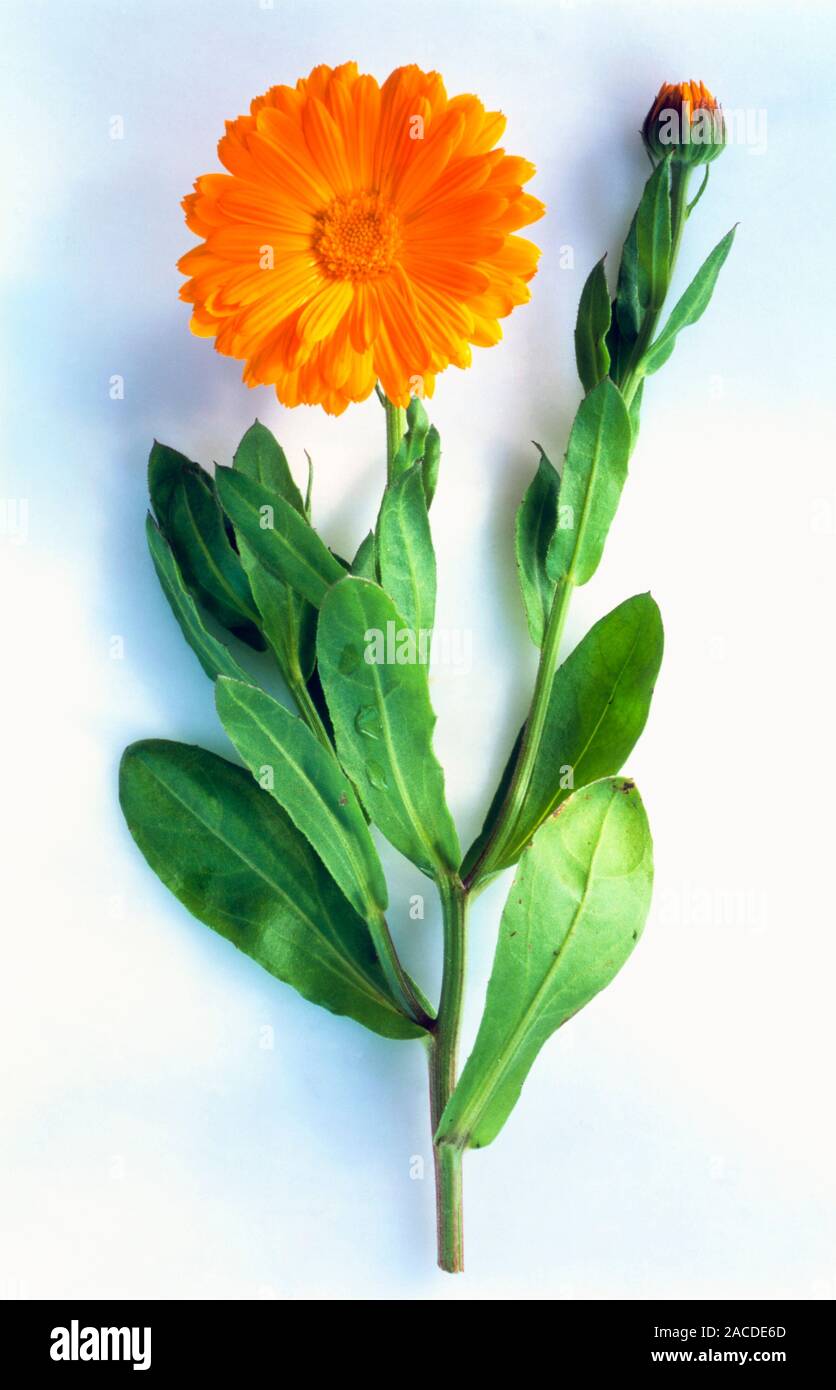 Caléndula. Vista de la flor y hojas de caléndula (Calendula officinalis).  Infusiones hechas de las flores se utiliza localmente para curar heridas,  como th Fotografía de stock - Alamy