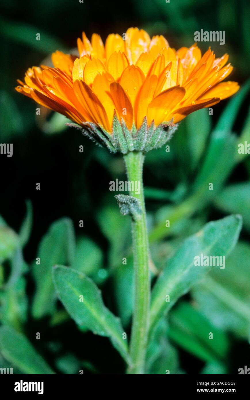 Caléndula (Calendula officinalis). Esta planta se utiliza como remedio para  las afecciones de la piel incluyendo mordeduras, picaduras y heridas. Es  también una limpieza un Fotografía de stock - Alamy