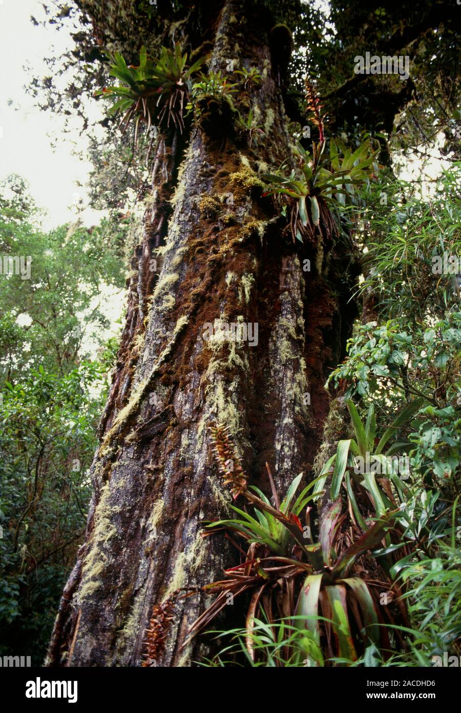 Las plantas epífitas en el tronco de un árbol en un nuboso. Es una