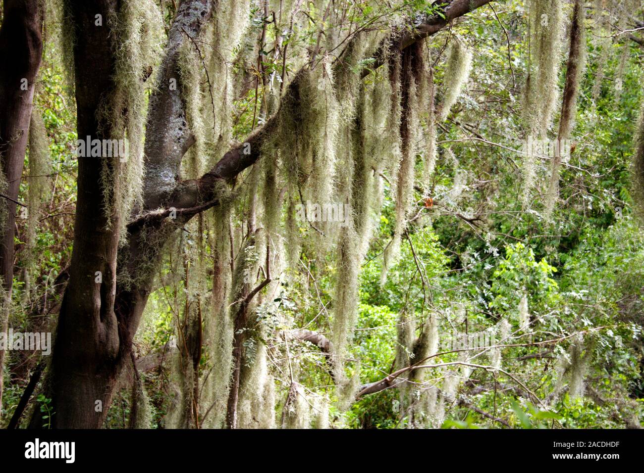 Spanish moss (Tillsandsia usenoides) colgando de las ramas de un árbol