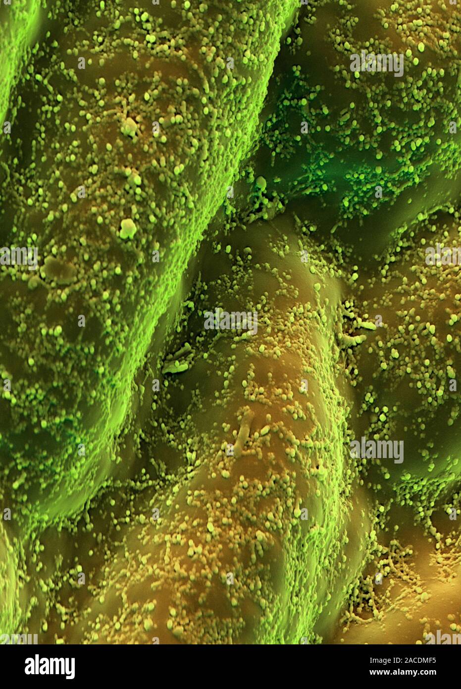 El Ginkgo biloba superficie foliar mostrando los cristales de cera