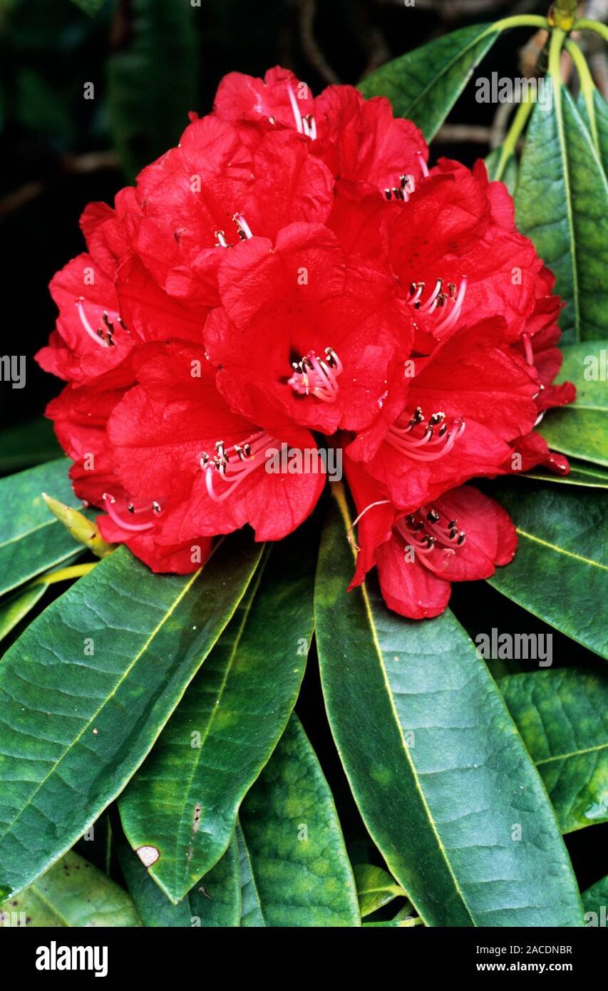 Rhododendron flores. Esta es la variedad roja sangre de rododendro ( Rhododendron arboreum Fotografía de stock - Alamy