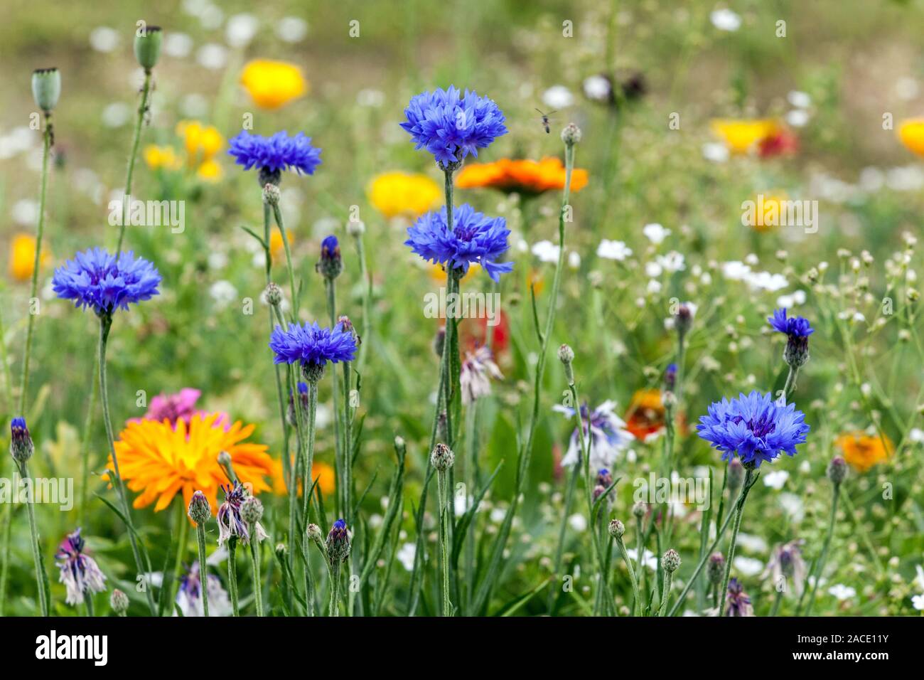 Botones de Bachelor Centaurea cyanus en el colorido lecho de flores prado de verano flores Foto de stock