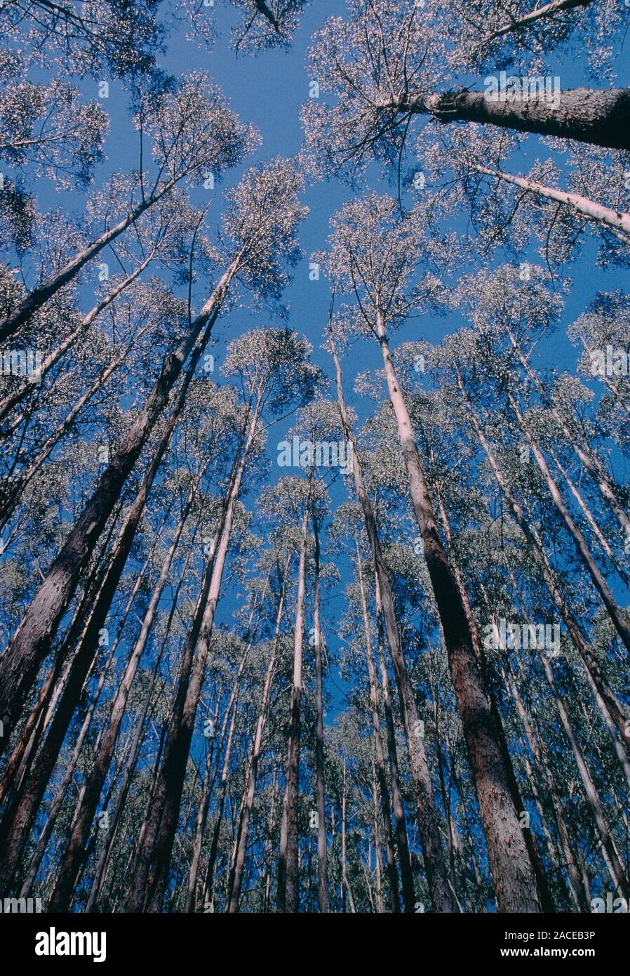 Eucalyptus delegatensis. Bosque de alpine ash Altiplanicie Central Victoria  en Australia Fotografía de stock - Alamy