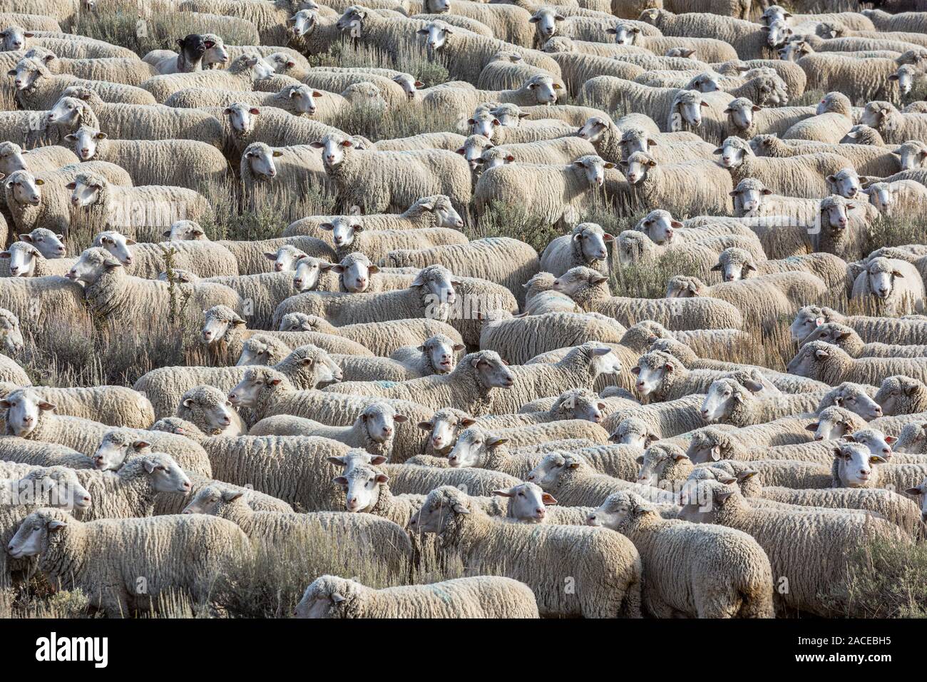 Rebaño de ovejas Foto de stock