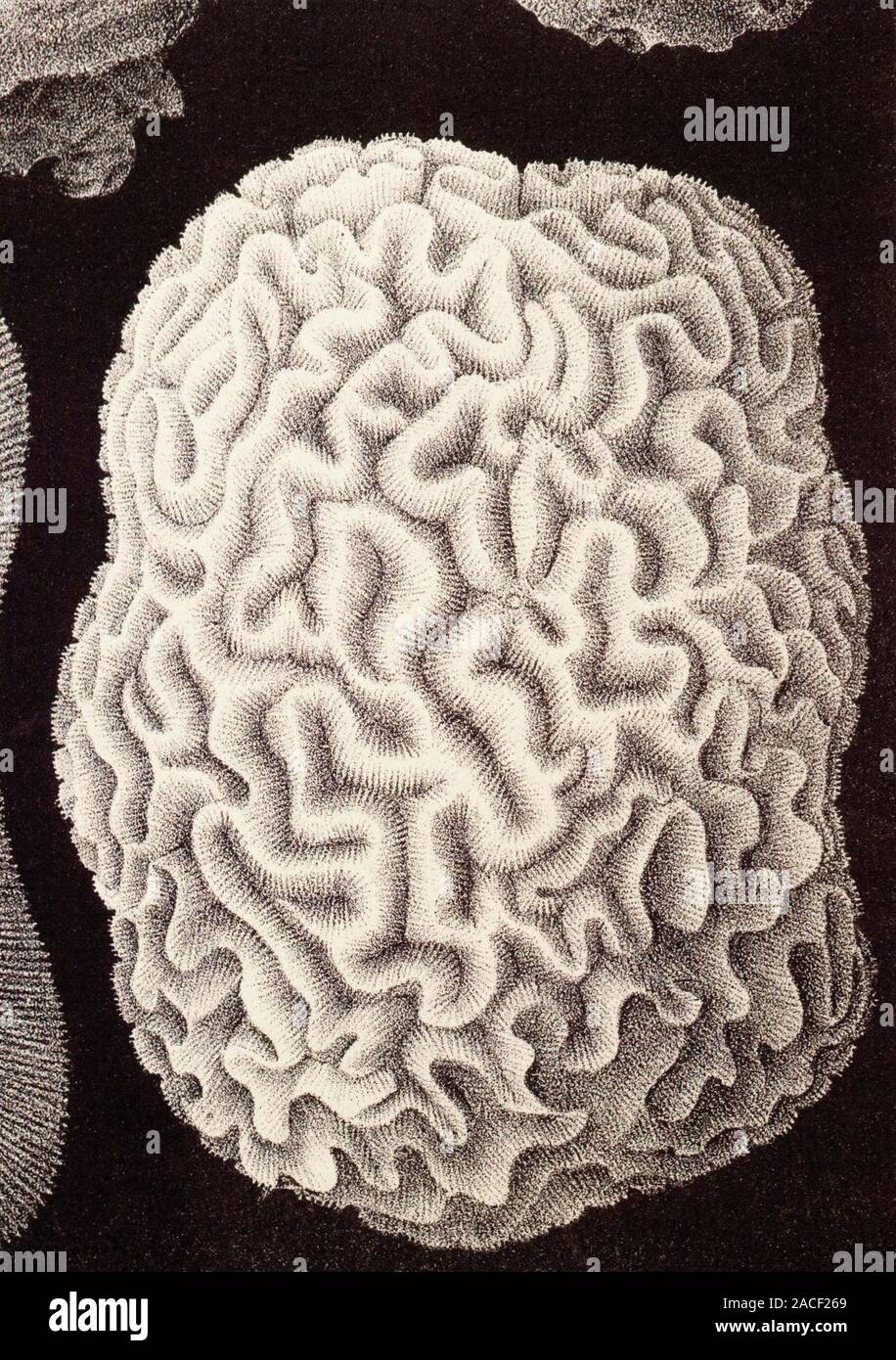 Coral Cerebro, ilustración histórica. Esto se llama Coral duro para su  rebuscada esqueleto que se asemeja a la superficie de un cerebro. También  es conocido como un maz Fotografía de stock -