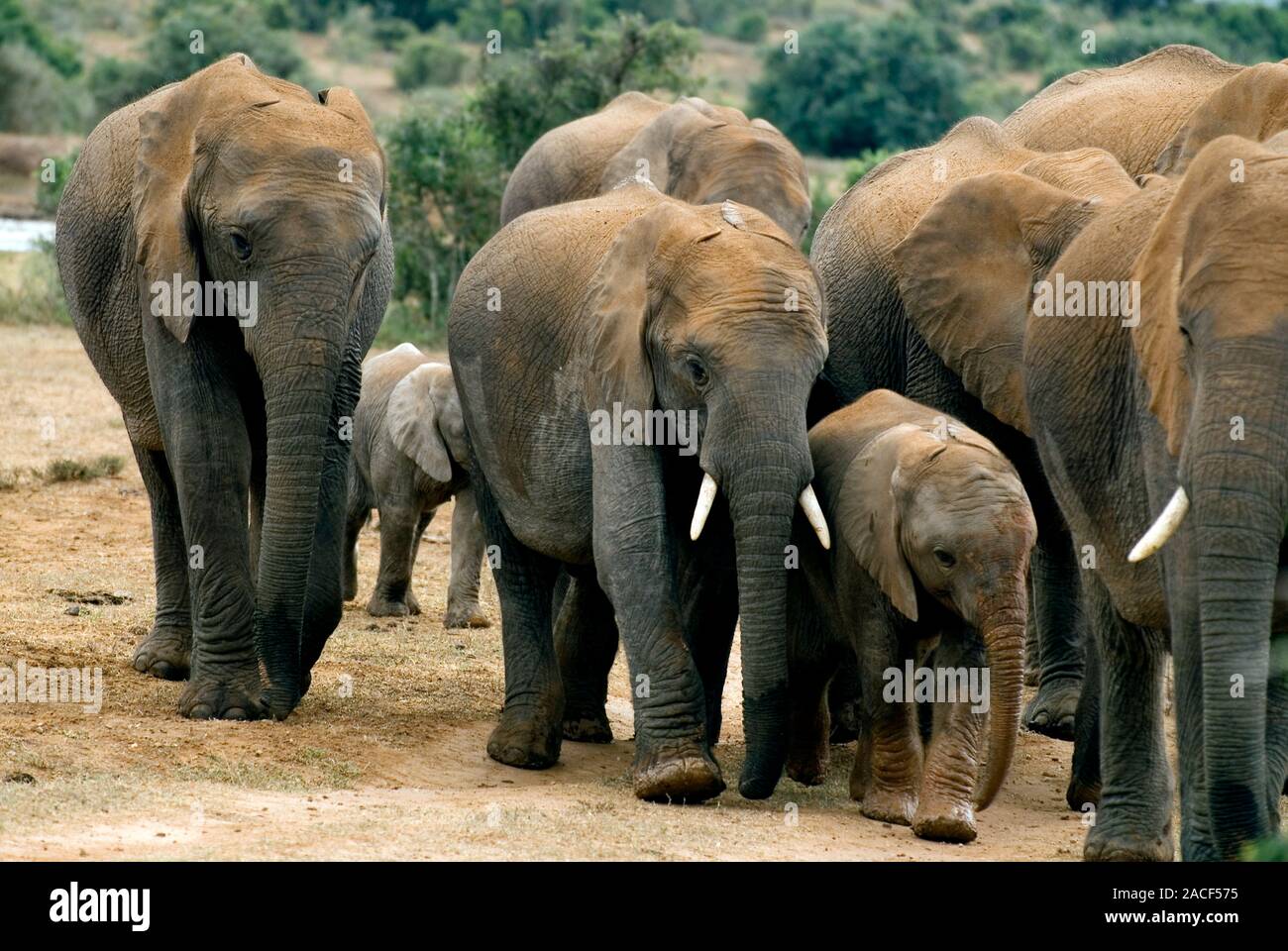 Bush elefantes africanos (Loxodonta africana). Estos elefantes son los  animales terrestres más grandes del mundo, con un peso de hasta 10.000  kilogramos y mide 3,5 mí Fotografía de stock - Alamy