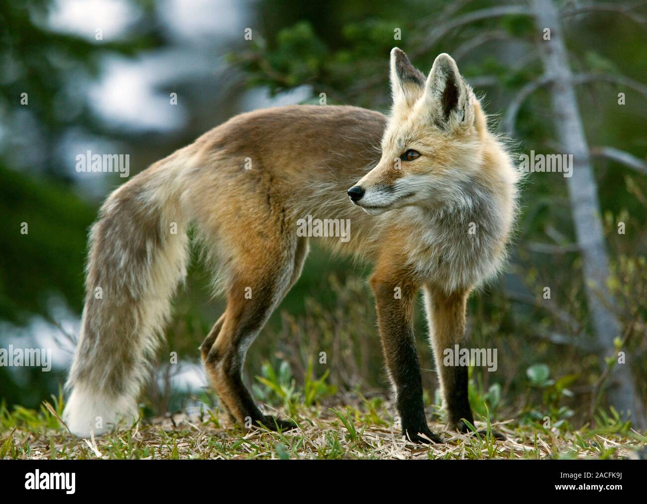 Cascada el zorro rojo (Vulpes vulpes cascadensis) en el proceso de arrojar  su abrigo. Los zorros se encuentran a lo largo de Canadá, Alaska, y casi  todos los Fotografía de stock -