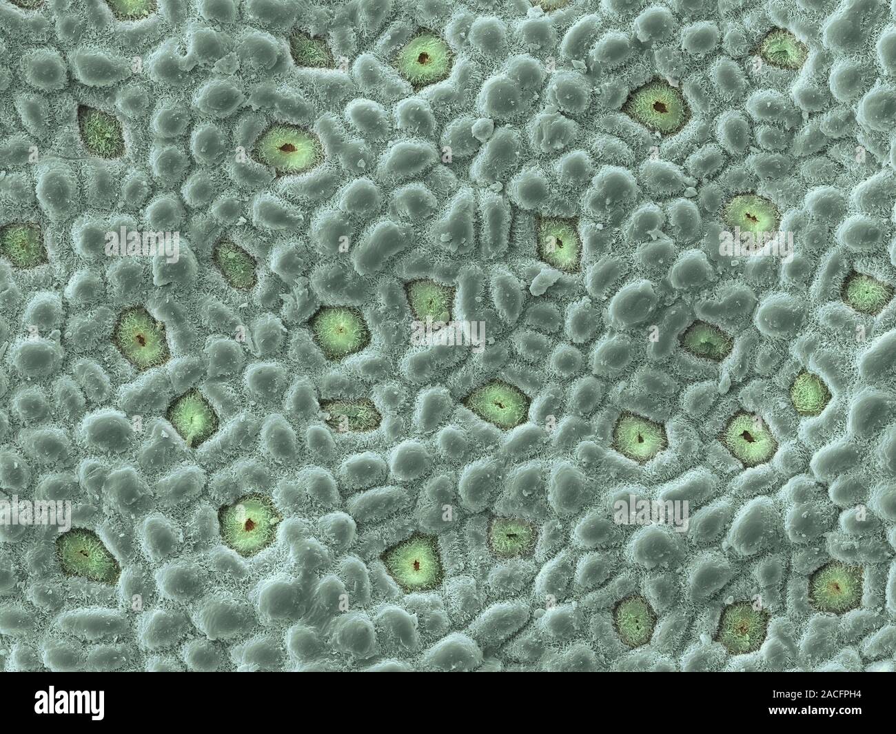 Hoja de eucalipto. Color análisis microscopio electrónico (SEM) de la