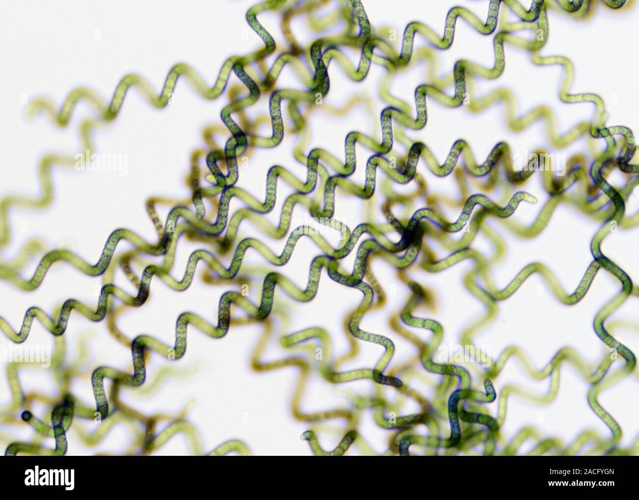 La Spirulina cianobacterias. Micrografía de luz de Spirulina platensis