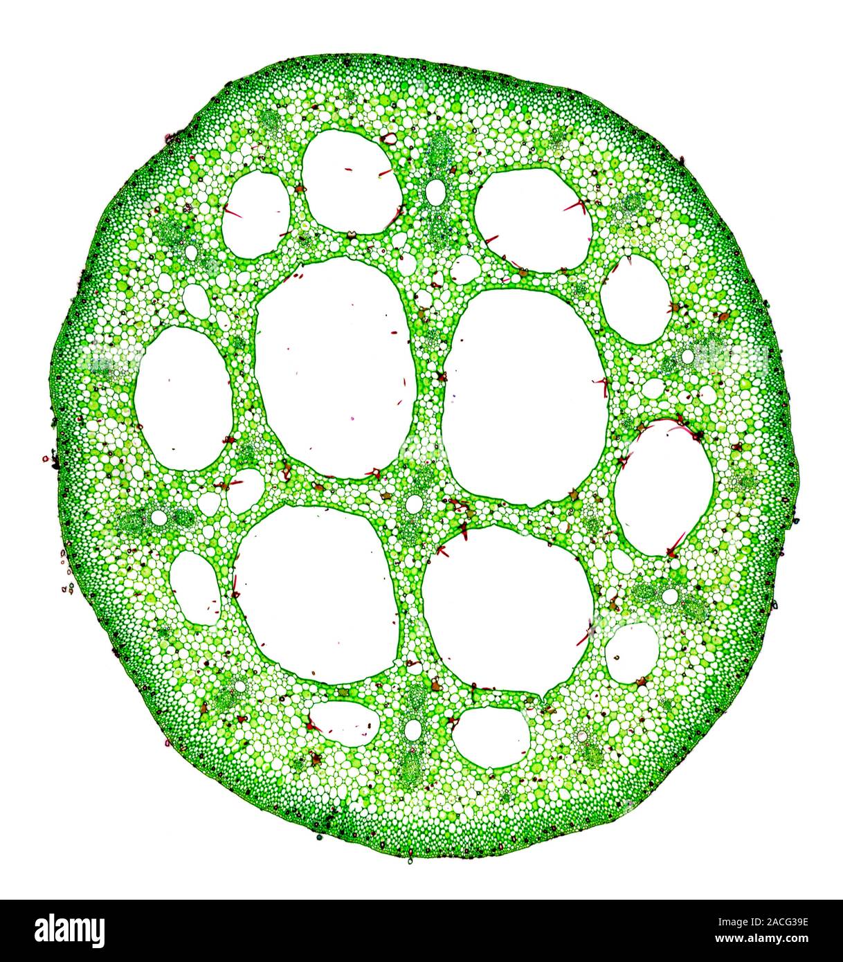 Hoja de lirio de agua del tallo. Luz micrografía de una sección transversal  a través de la hoja de tallo (peciolo) de un nenúfar (Nymphaea sp.). Todas  las plantas acuáticas (h Fotografía