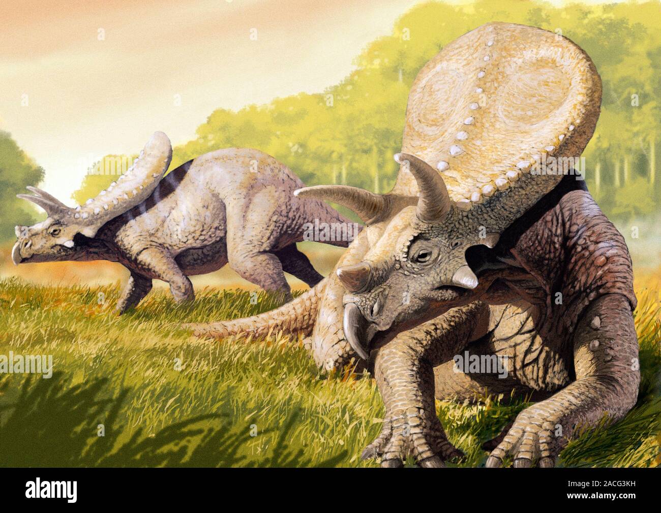 Torosaurus dinosaurio. Ilustración de un par de Torosaurus dinosaurios.  Torosaurus ('lagarto perforado