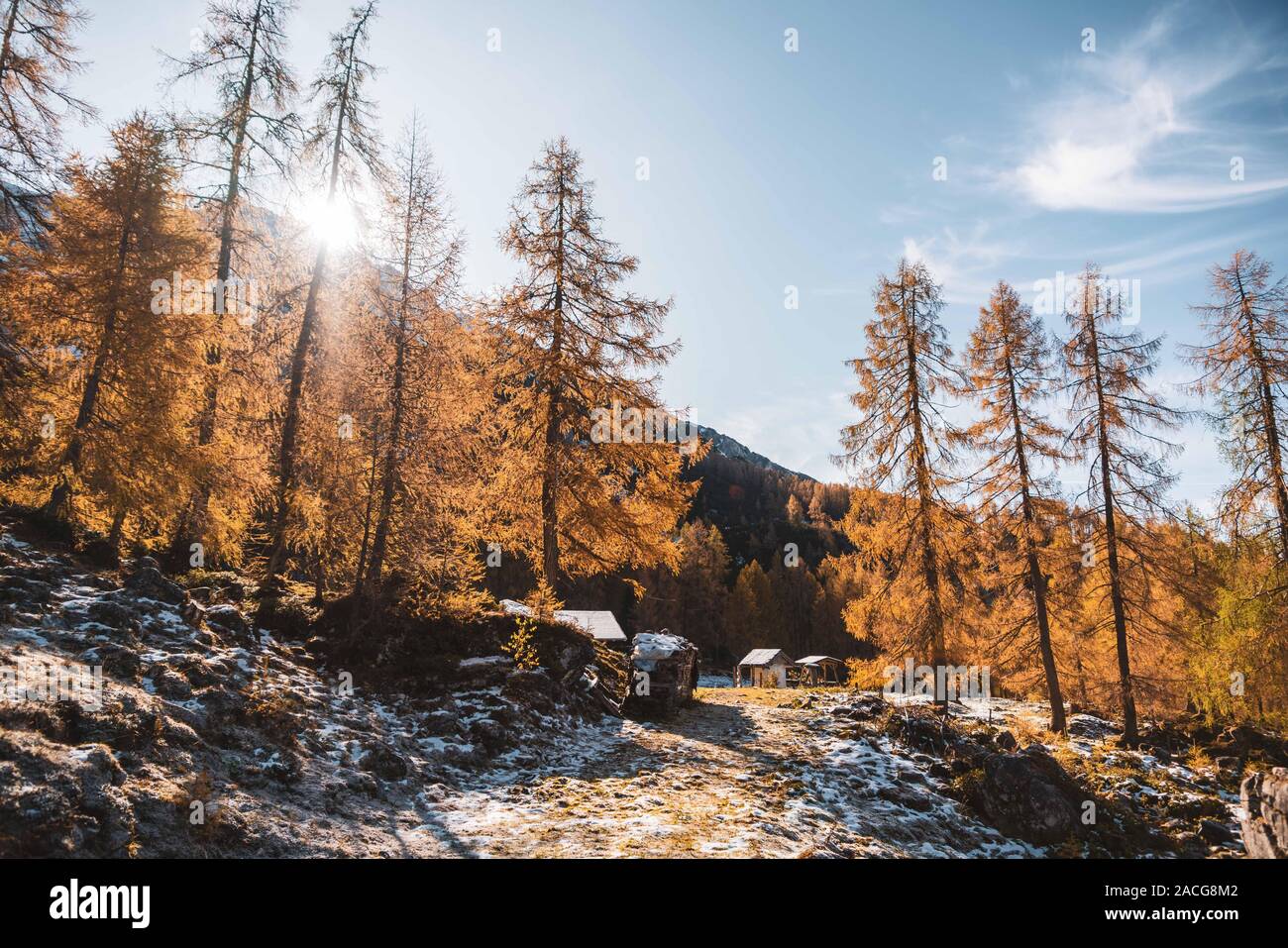 Paisaje de bosque alpino, Filzmoos, Salzburgo, Austria Foto de stock