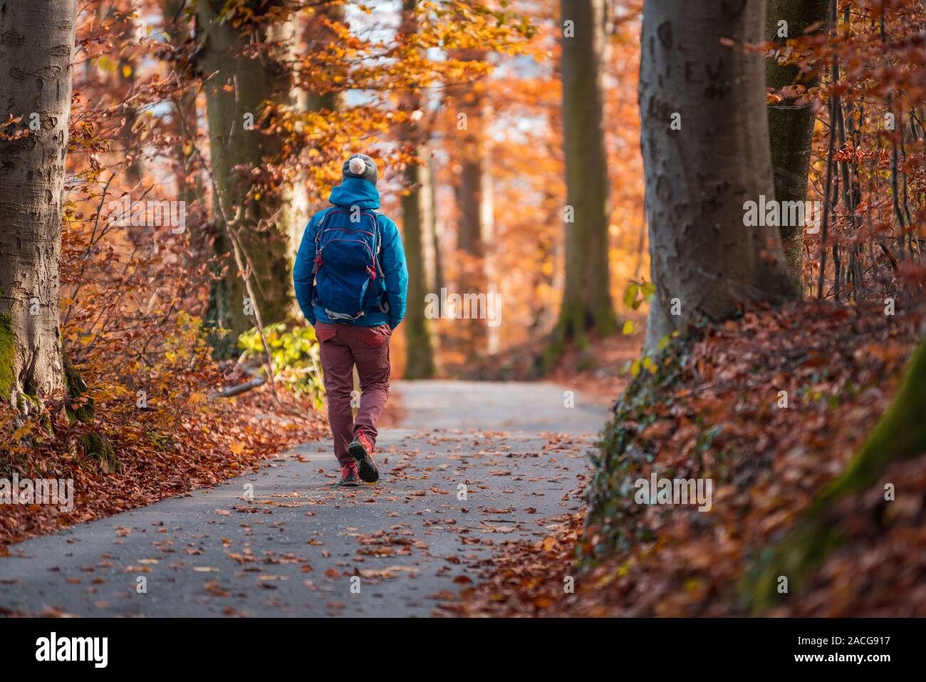 Mujer senderismo en un bosque otoñal, Salzburgo, Austria Foto de stock