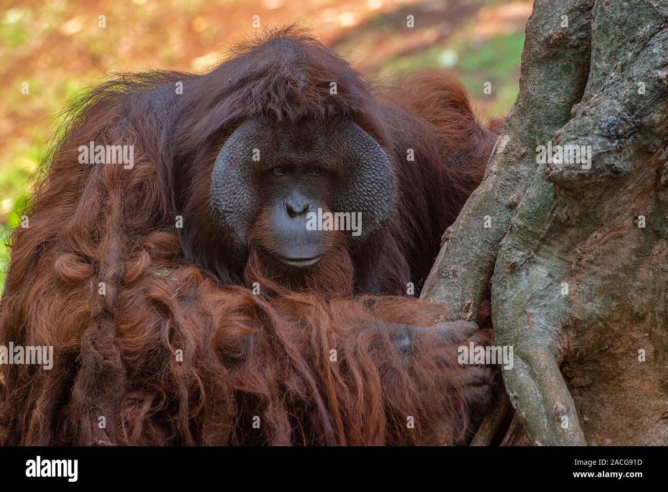 Retrato de un orangután macho, Indonesia Foto de stock