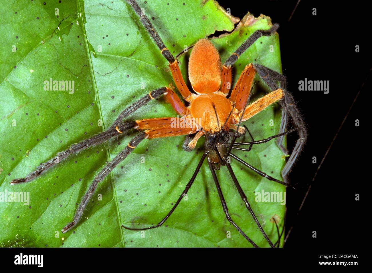 Araña cangrejo Platorid (Familia Platoridae) alimentándose de otra araña.  Las arañas son predadoras arácnidos, caza y se alimenta de insectos y otras  arañas Fotografía de stock - Alamy