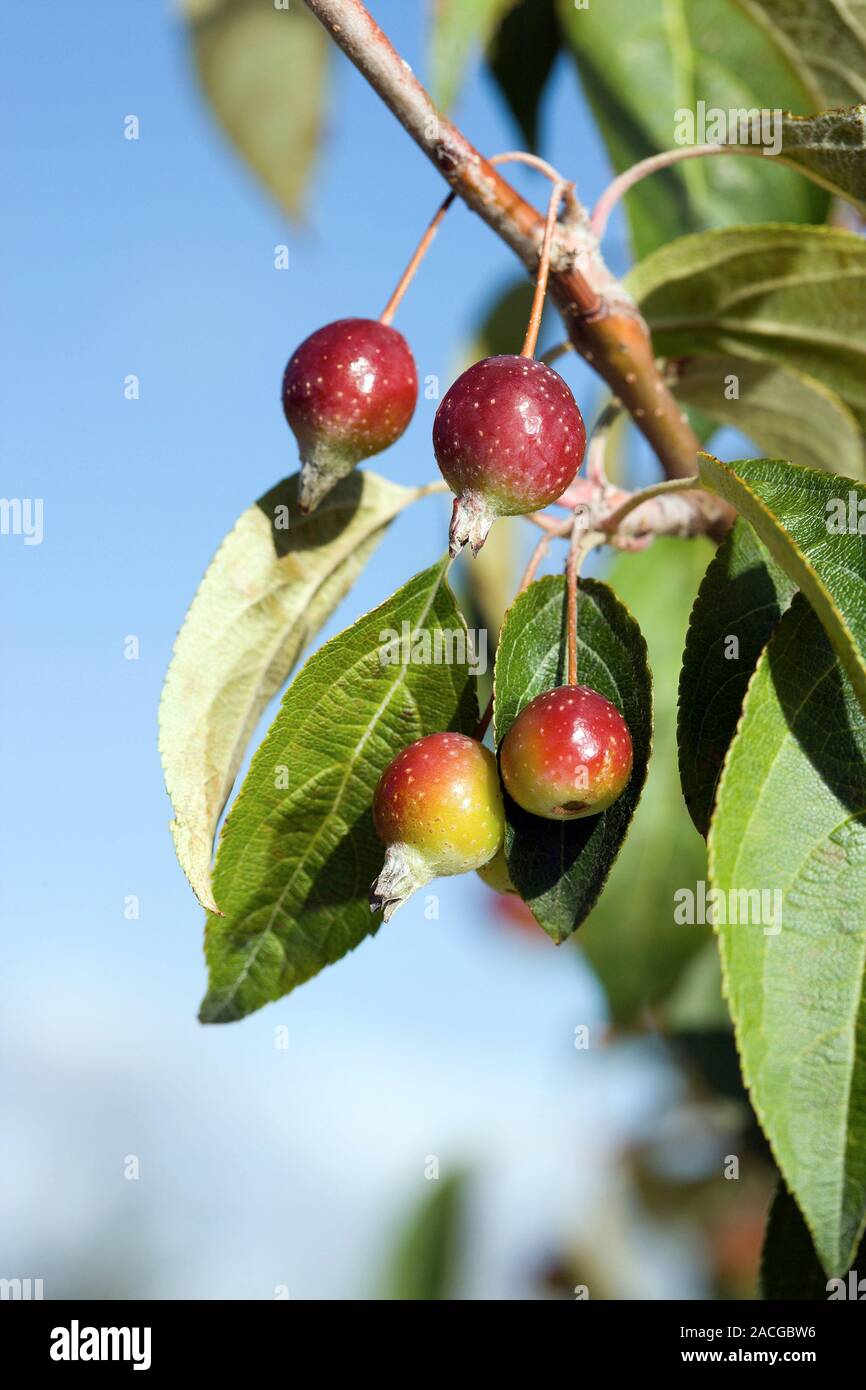 Manzano (Malus sikkimensis silvestres) creciendo en un árbol. Esta