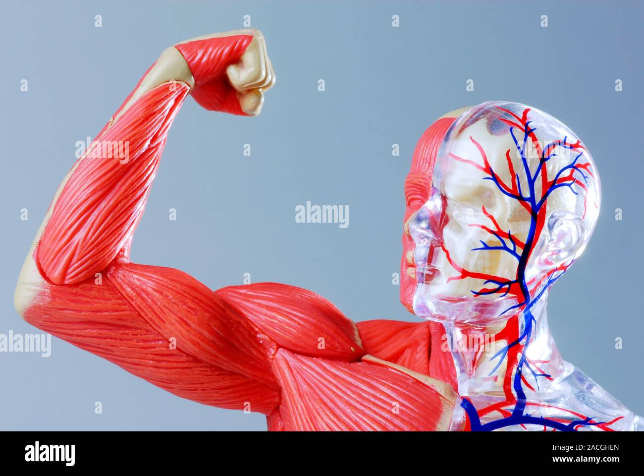 El cuerpo humano. Modelo anatómico de un hombre flexiona sus músculos del  brazo. El modelo muestra los músculos del brazo y de la mano, así como de  las venas (azul) y arteri