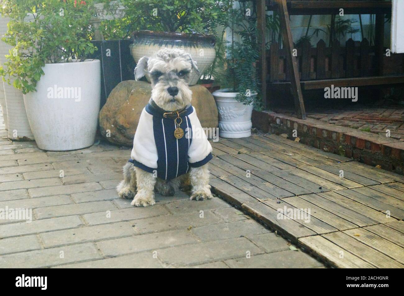 El clima es frío, el perro mascota vestida, se ve Lindo y adorable Foto de stock