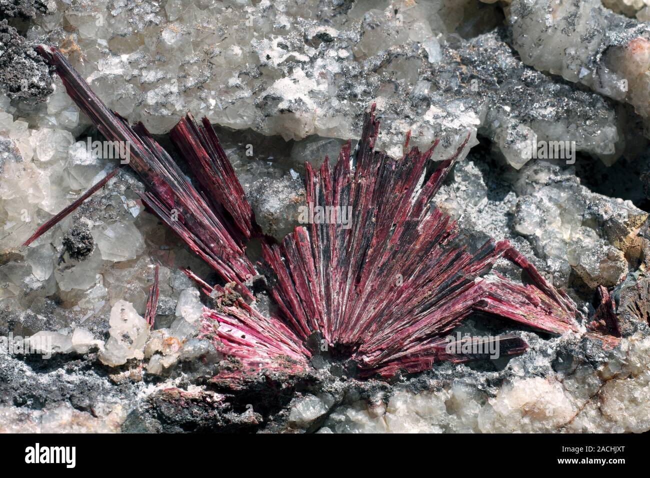 Erythrite cristales. Cristales radiales del mineral erythrite o cobalto,  rojo (arseniato de cobalto, rosa) en su roca huésped Fotografía de stock -  Alamy