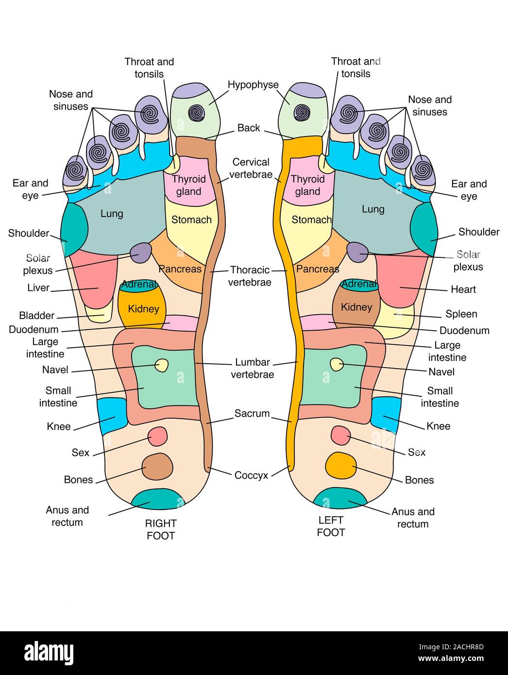 Reflexologia podal lumbares sale