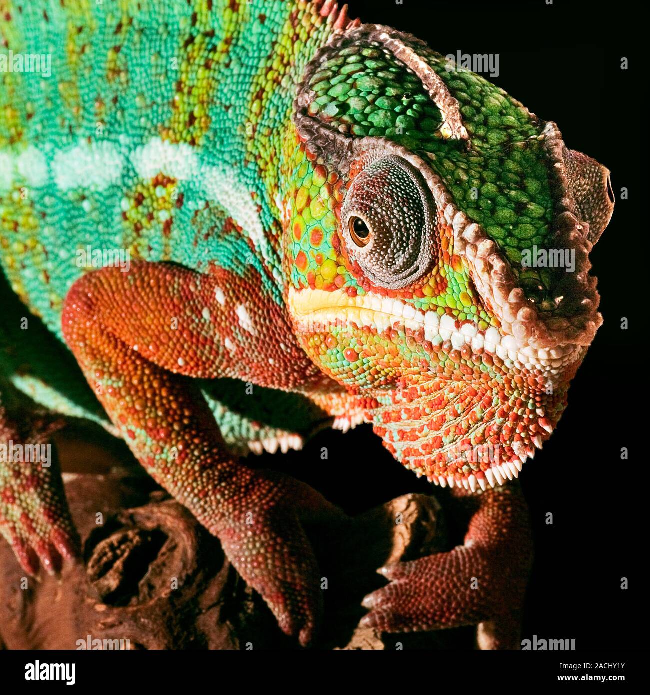 El camaleón. Close-up de un camaleón de cabeza que muestra sus grandes  ojos. Los camaleones (familia Chamaeleonidae) tienen muy buena vista para  reptiles. Su ey Fotografía de stock - Alamy
