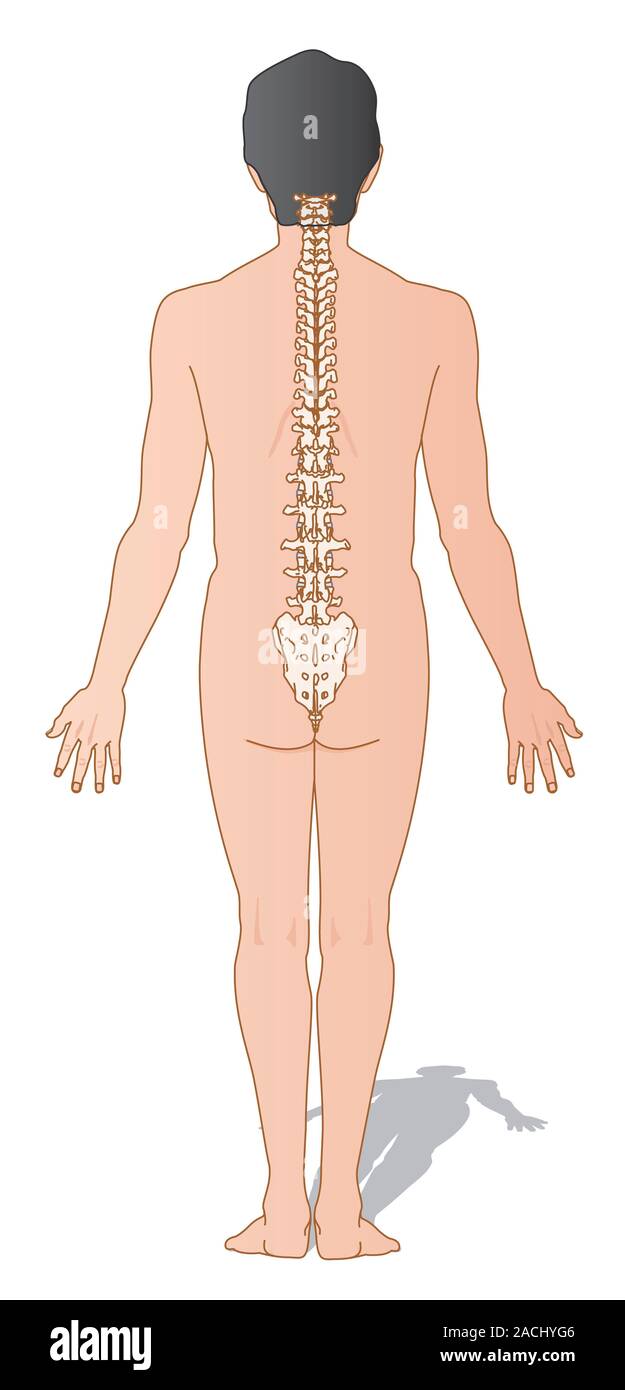 La columna vertebral humana. Ilustración que muestra los huesos y la  posición de la columna vertebral. La columna es una columna cilíndrica de  33 huesos llamados vértebras, que admiten th Fotografía de