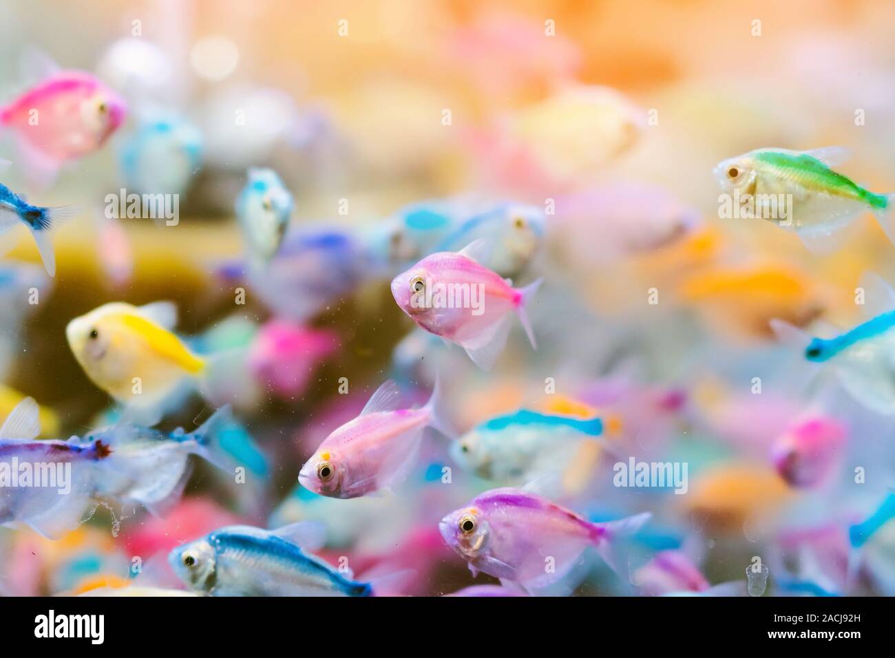 Colorido de peces pequeños (Azul-banded Whiptail) o nombre (ciencia)  setosus Pentapodus nadar en una pecera en venta para ser una linda mascota.  El enfoque selectivo Fotografía de stock - Alamy