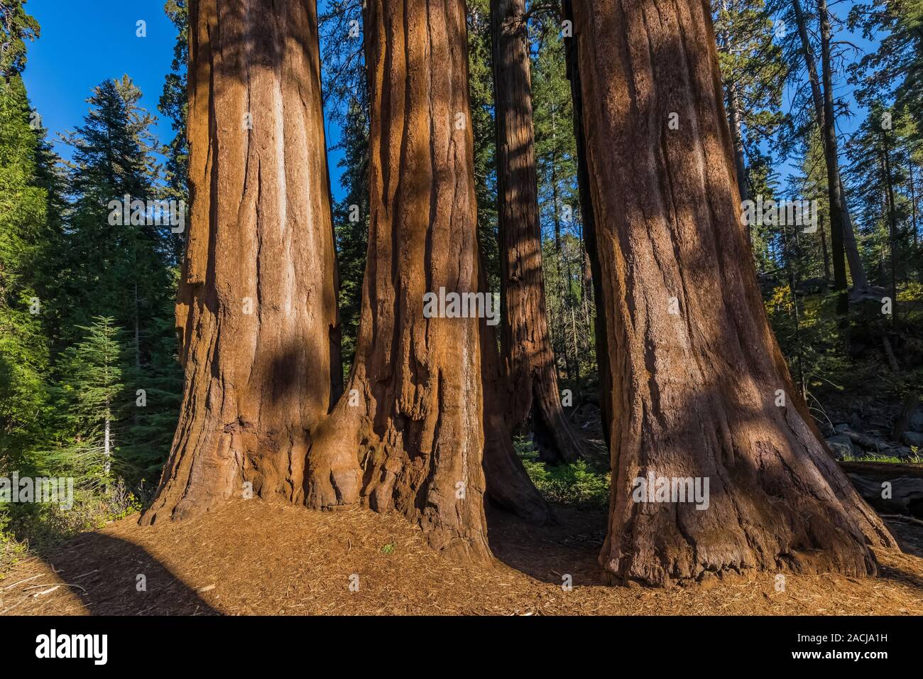 Imponente Giant Sequoia, Sequoiadendron giganteum, árboles en general Grant Grove en el Parque Nacional Kings Canyon, California, EE.UU. Foto de stock